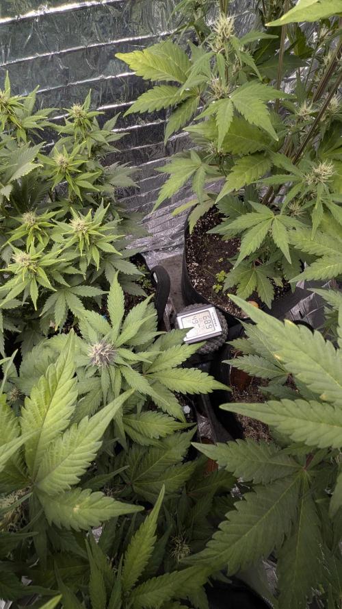 Living soil revolution. Week 7