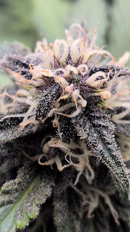 Living soil revolution. Week 7