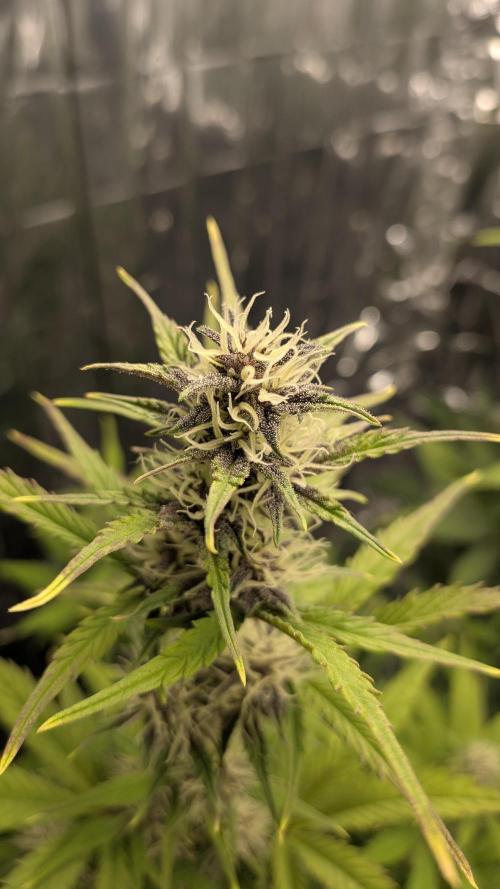 Living soil revolution. Week 7