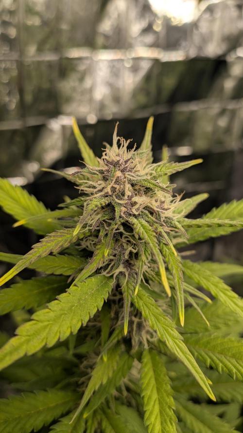 Living soil revolution. Week 7