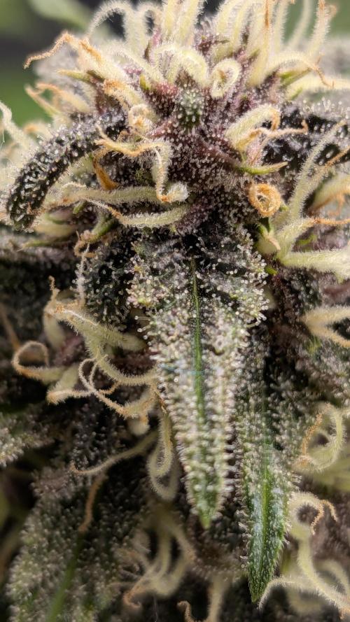 Organicwarrior420