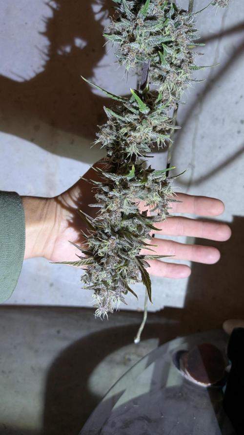 Living soil revolution. Week 10 - Nug