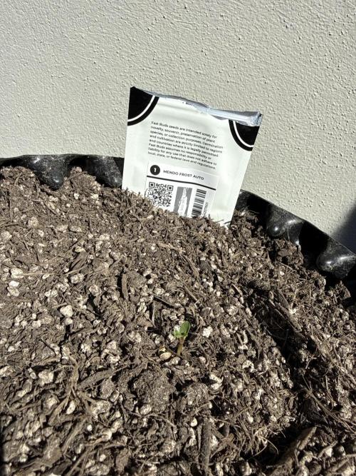 Outdoor #1 FastBuds420. Week 0 - Mendo Frost just showed her head🌱💯