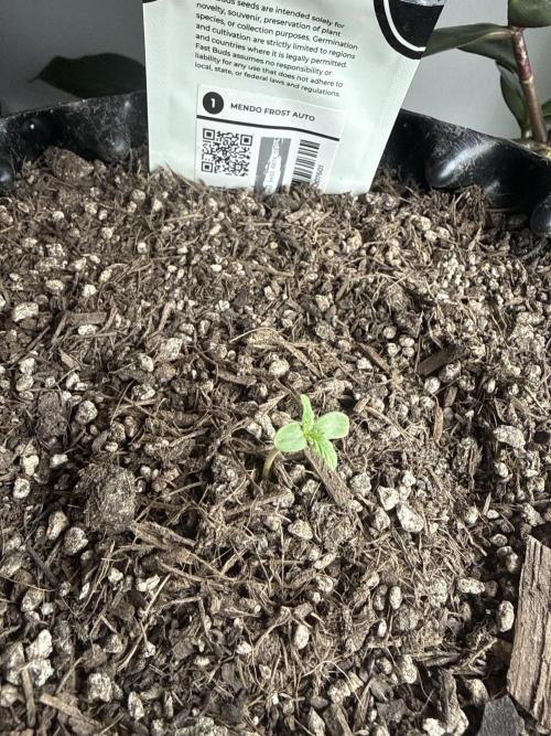 Outdoor #1 FastBuds420. Week 0 - still small. but she’ll be BIIIIG