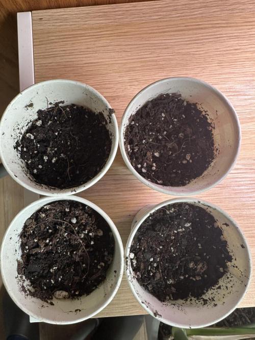 First Grow!!!! (Outdoor). Week 0