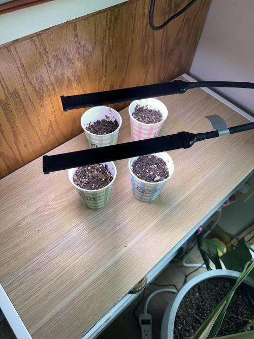 First Grow!!!! (Outdoor). Week 0