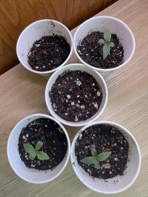 First Grow!!!! (Outdoor). Week 1