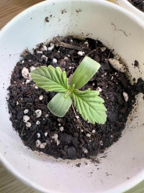 First Grow!!!! (Outdoor). Week 1