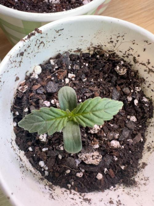 First Grow!!!! (Outdoor). Week 1