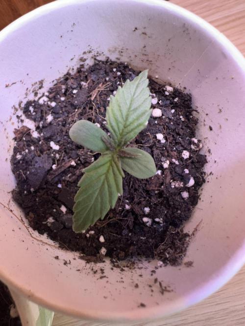 First Grow!!!! (Outdoor). Week 1