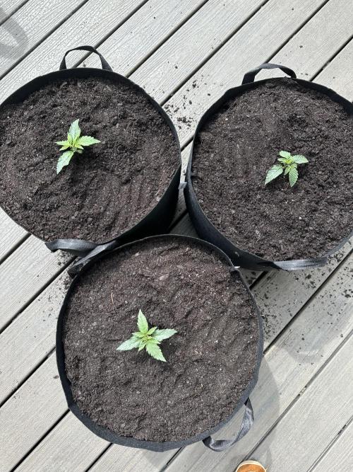 First Grow!!!! (Outdoor). Week 2