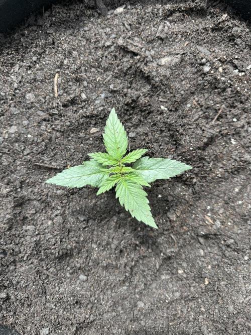 First Grow!!!! (Outdoor). Week 2