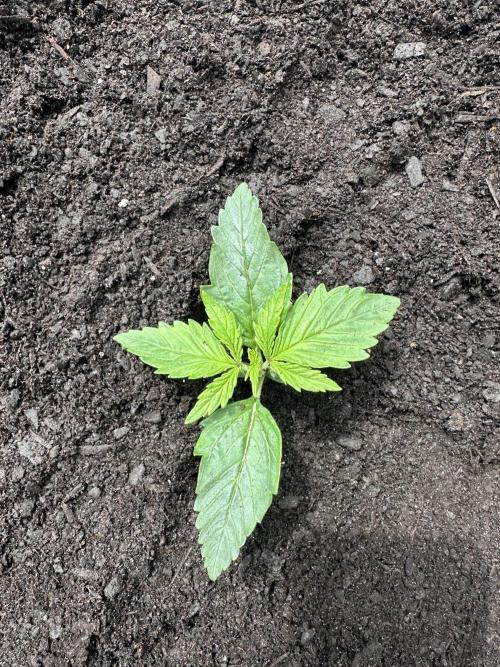 First Grow!!!! (Outdoor). Week 2