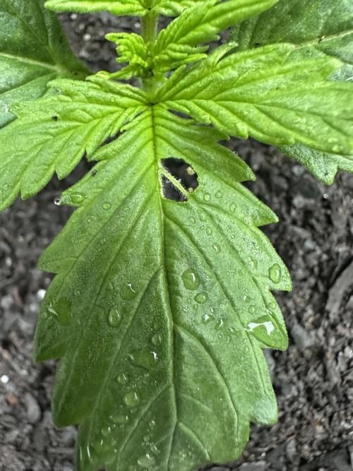 First Grow!!!! (Outdoor). Week 2