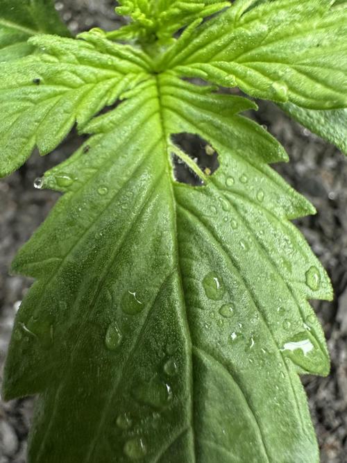 First Grow!!!! (Outdoor). Week 2