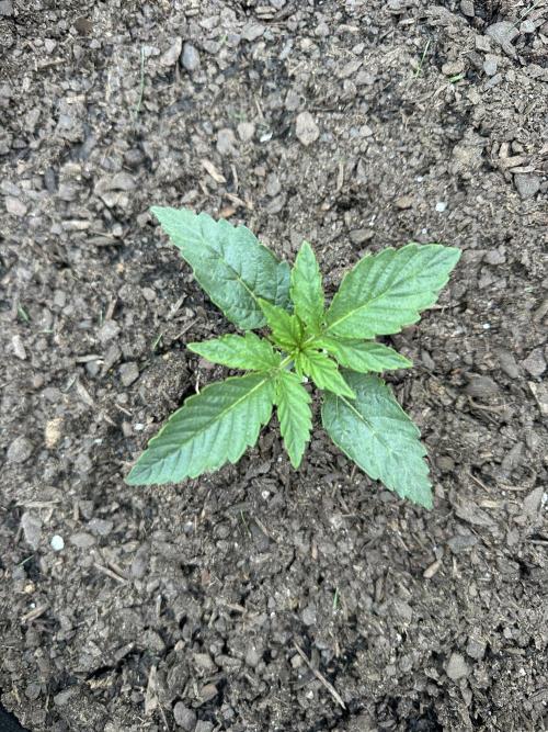 First Grow!!!! (Outdoor). Week 2