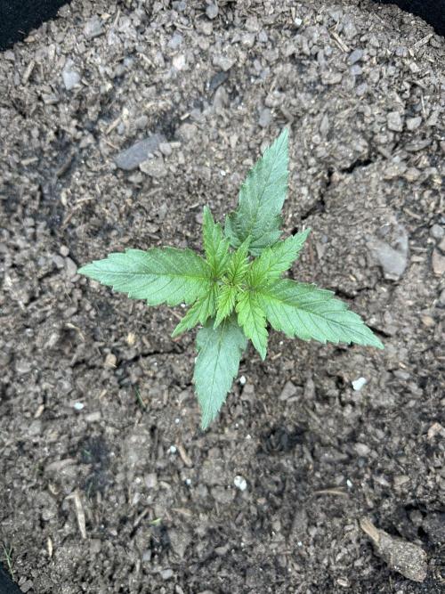 First Grow!!!! (Outdoor). Week 2