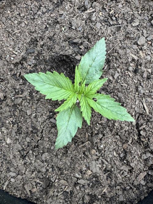 First Grow!!!! (Outdoor). Week 2