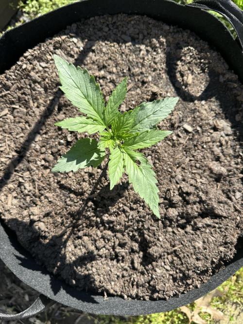 First Grow!!!! (Outdoor). Week 3