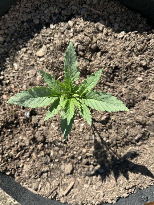 First Grow!!!! (Outdoor). Week 3