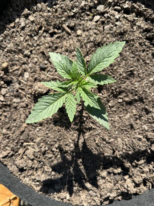 First Grow!!!! (Outdoor). Week 3