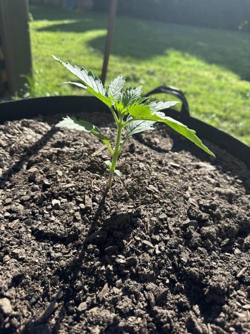 First Grow!!!! (Outdoor). Week 3