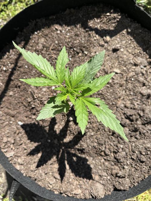 First Grow!!!! (Outdoor). Week 3
