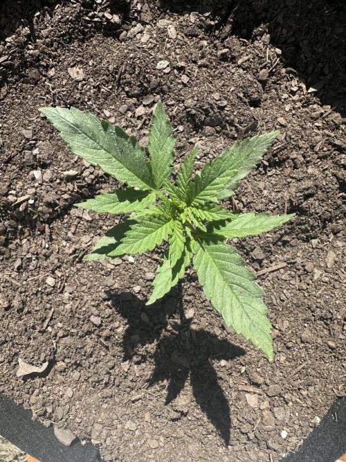 First Grow!!!! (Outdoor). Week 3