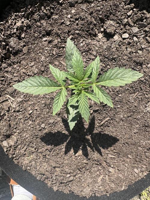 First Grow!!!! (Outdoor). Week 3
