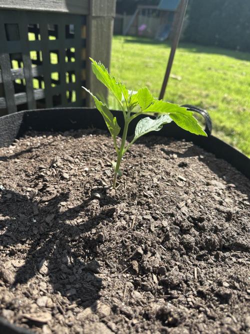 First Grow!!!! (Outdoor). Week 3