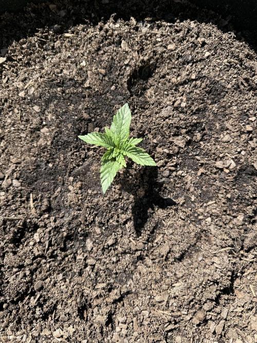 First Grow!!!! (Outdoor). Week 3