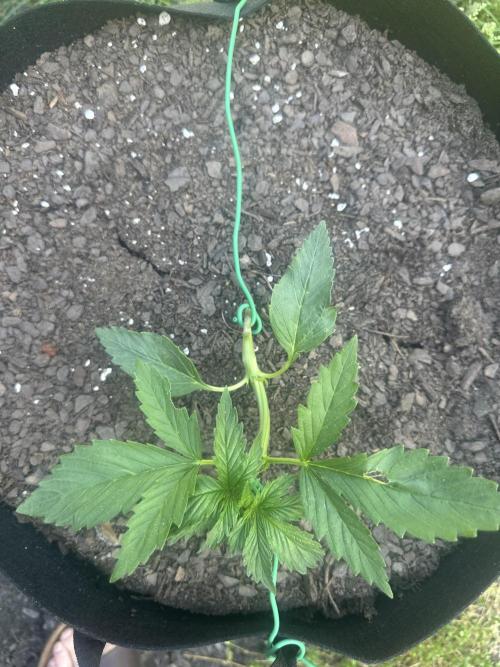 First Grow!!!! (Outdoor). Week 3