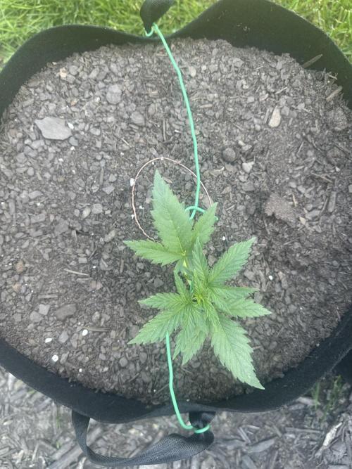 First Grow!!!! (Outdoor). Week 3