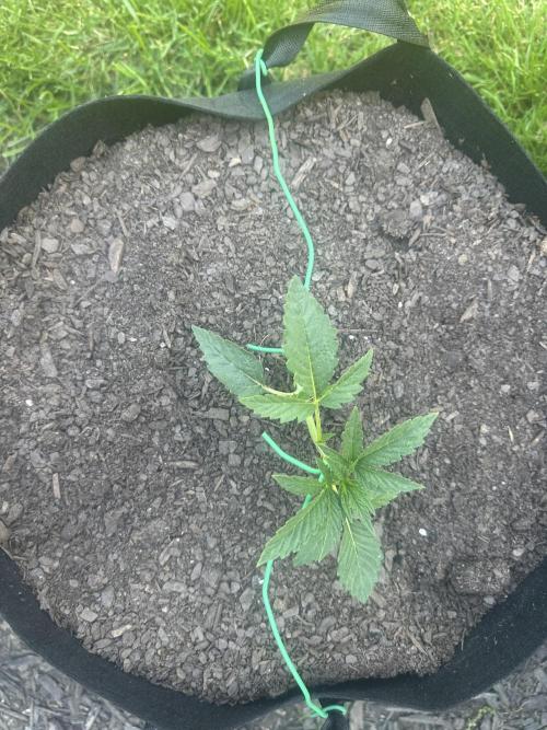 First Grow!!!! (Outdoor). Week 3