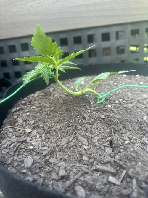 First Grow!!!! (Outdoor). Week 3