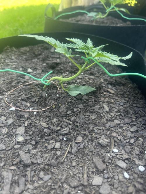 First Grow!!!! (Outdoor). Week 3