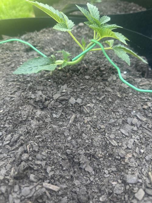 First Grow!!!! (Outdoor). Week 3