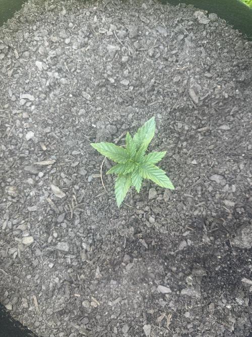First Grow!!!! (Outdoor). Week 3