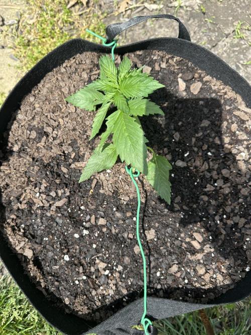 First Grow!!!! (Outdoor). Week 4