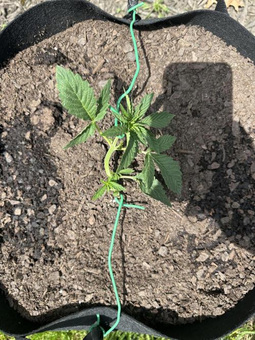 First Grow!!!! (Outdoor). Week 4