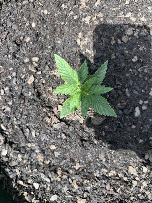 First Grow!!!! (Outdoor). Week 4
