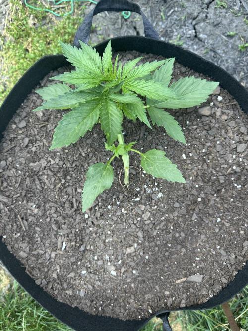 First Grow!!!! (Outdoor). Week 4
