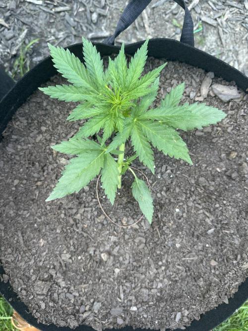 First Grow!!!! (Outdoor). Week 4