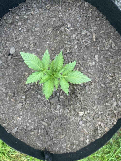 First Grow!!!! (Outdoor). Week 4