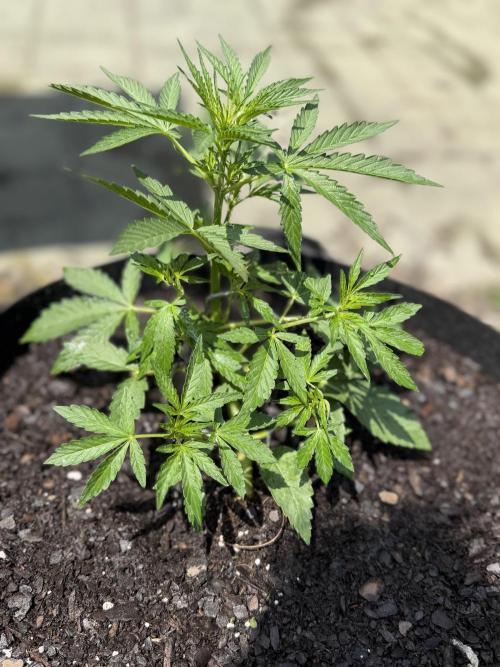 First Grow!!!! (Outdoor). Week 5