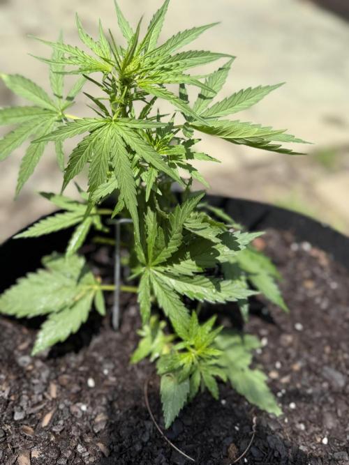First Grow!!!! (Outdoor). Week 5