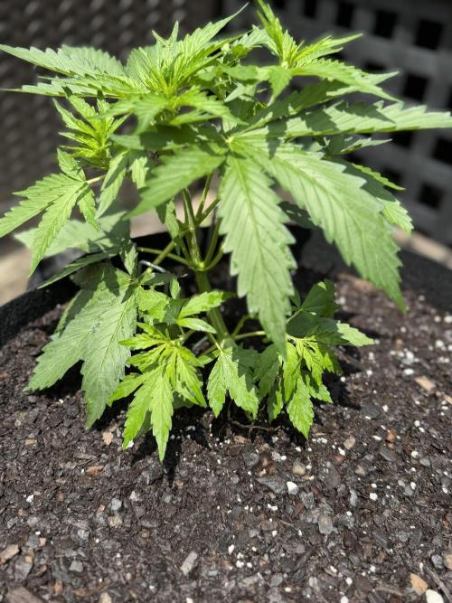First Grow!!!! (Outdoor). Week 5