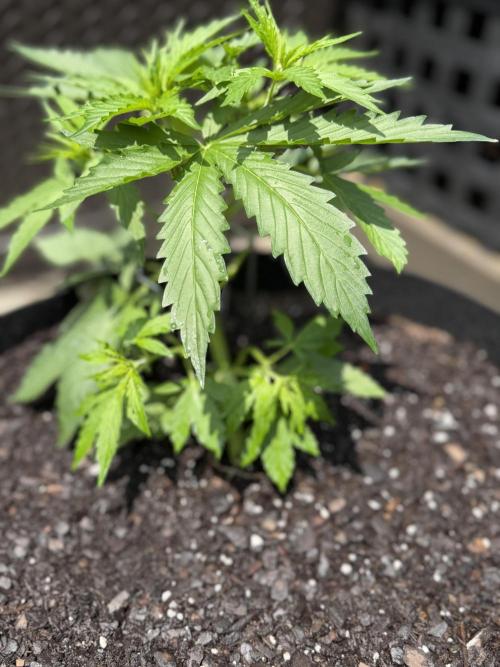 First Grow!!!! (Outdoor). Week 5