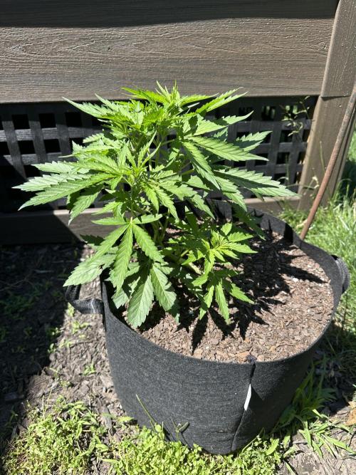 First Grow!!!! (Outdoor). Week 5