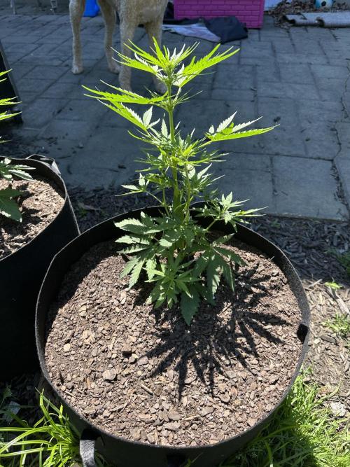 First Grow!!!! (Outdoor). Week 5